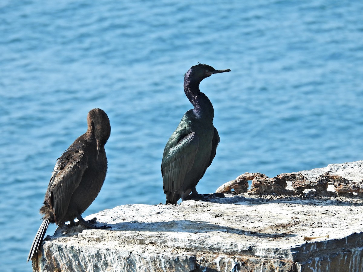 Cormorán Pelágico - ML647360880