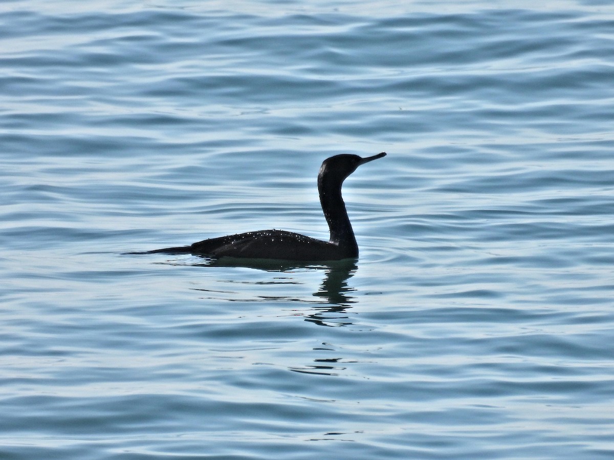 Cormorán Pelágico - ML647360881