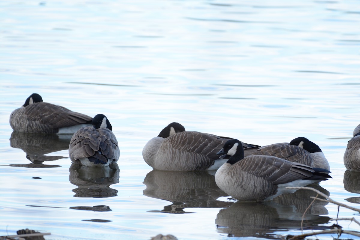 Canada Goose - ML647360889