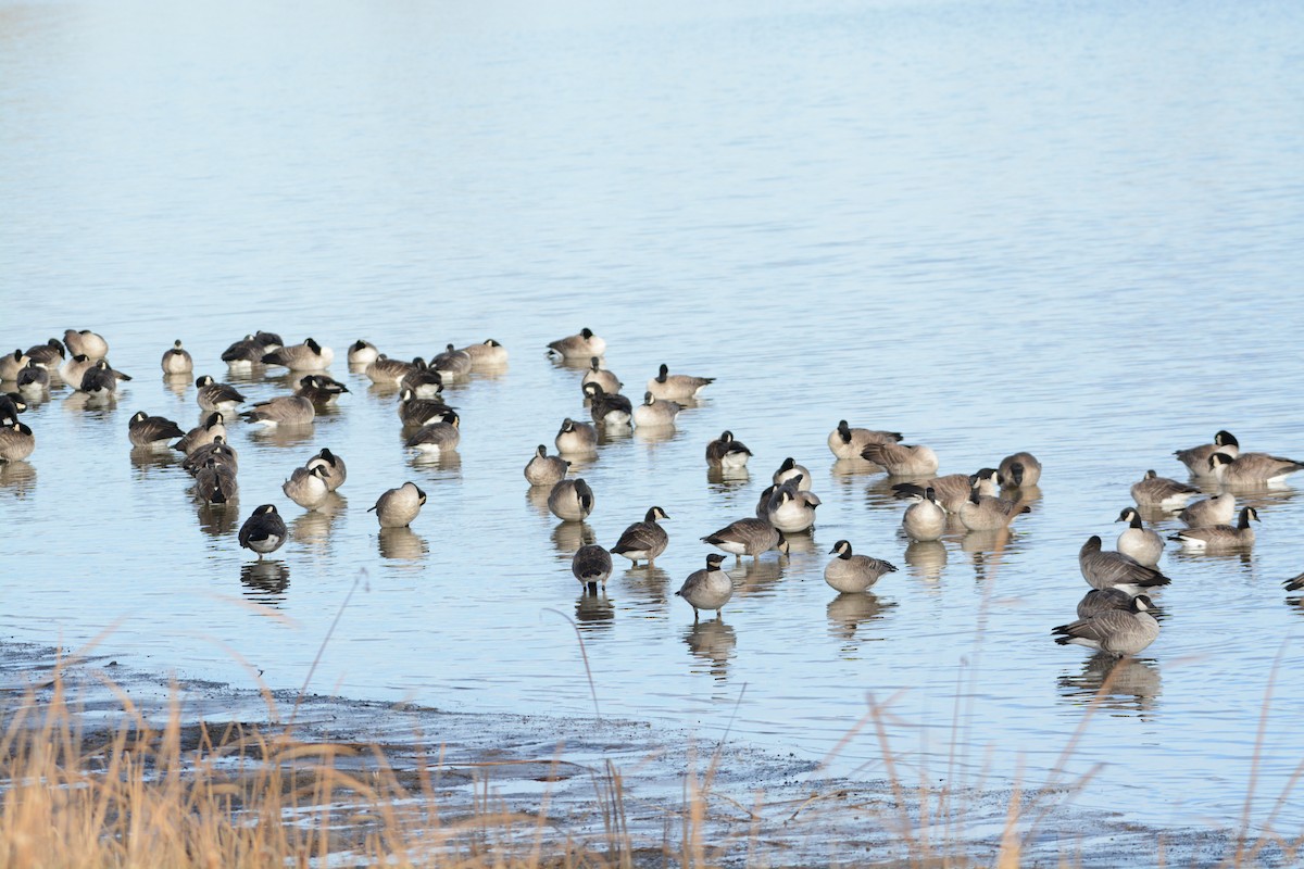 Canada Goose - ML647360890