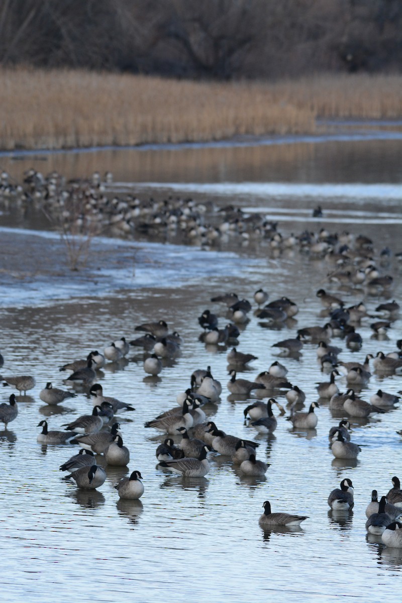 Canada Goose - ML647360891