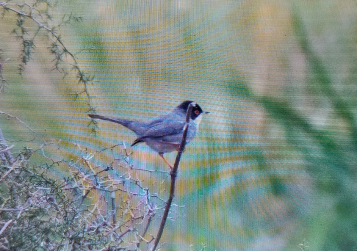 Sardinian Warbler - ML647360892