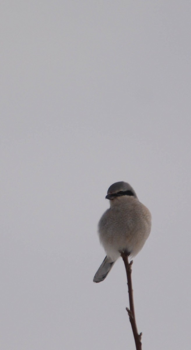 ťuhýk severní - ML647360897