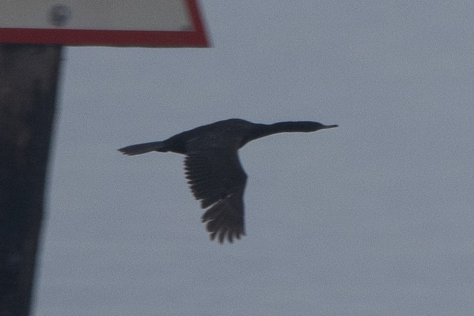 cormorant sp. - ML647360898