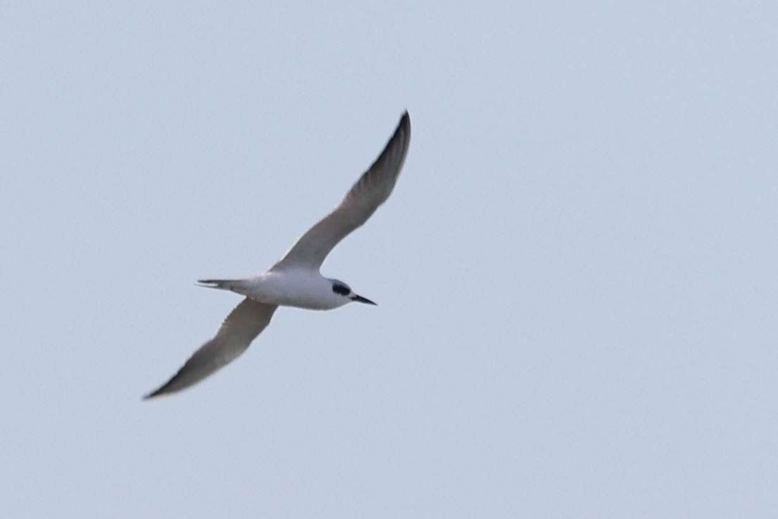 Forster's Tern - ML647360902