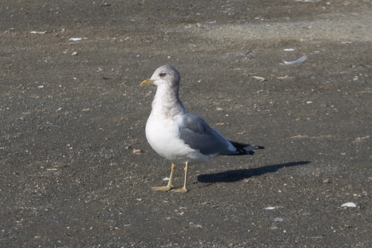 Short-billed Gull - ML647360904