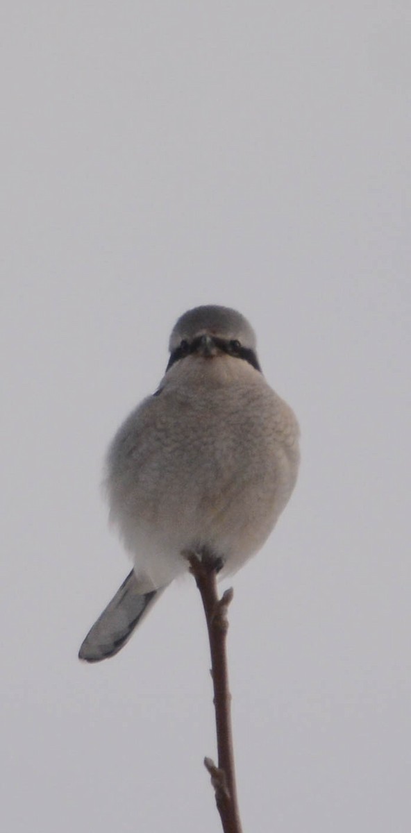 ťuhýk severní - ML647360907