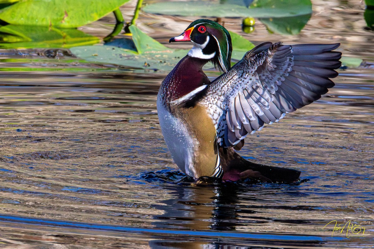 Canard branchu - ML647360909