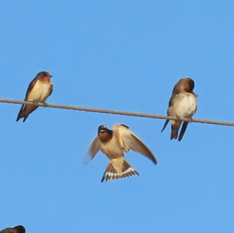 Barn Swallow - ML647360917