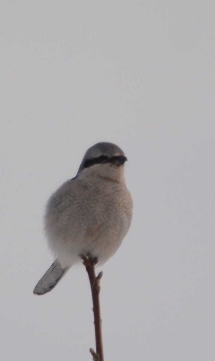 ťuhýk severní - ML647360919