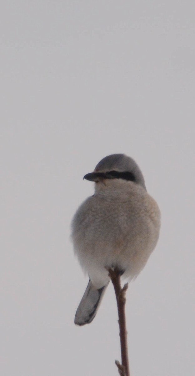 ťuhýk severní - ML647360935