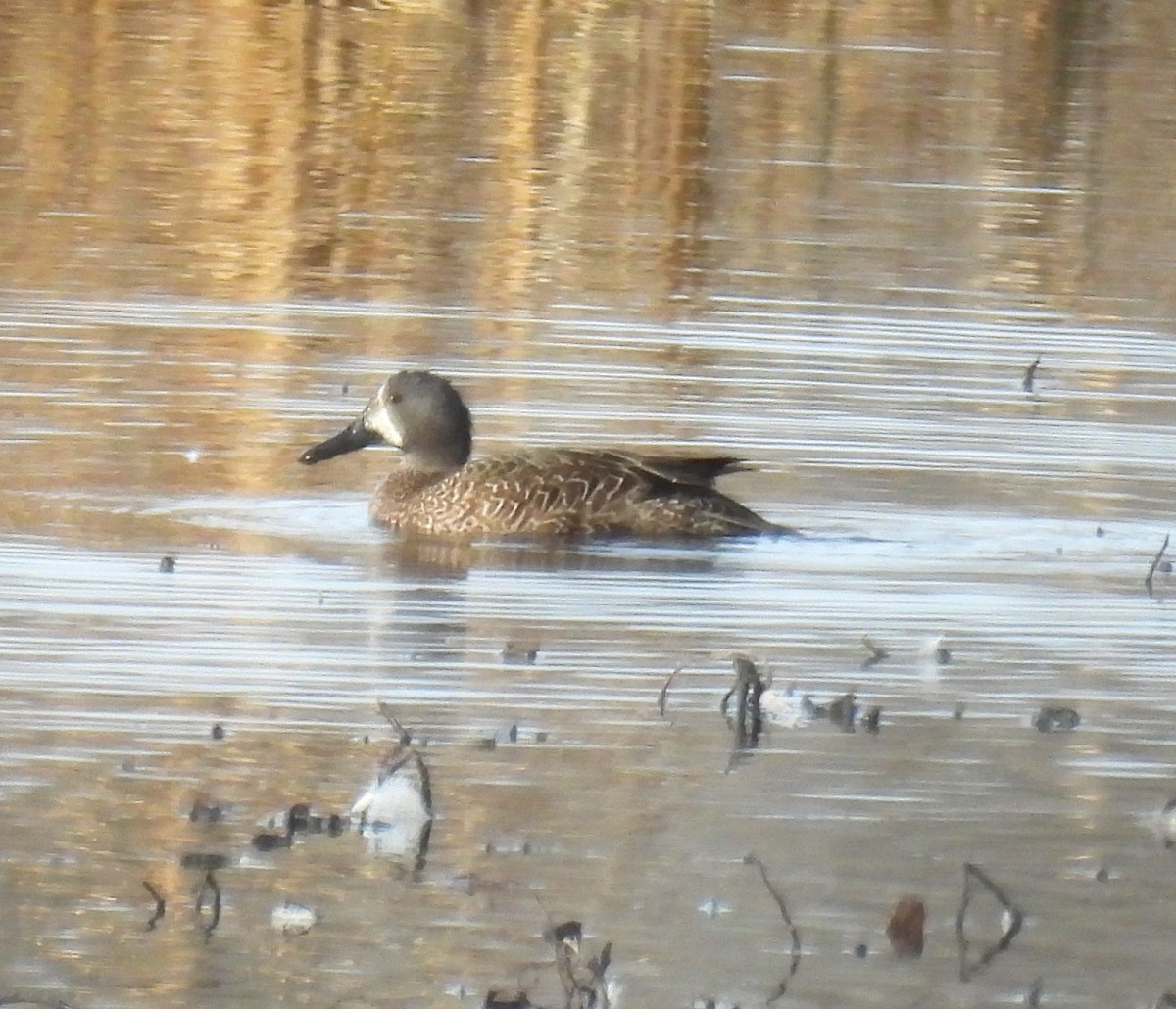 Чирянка блакитнокрила - ML647360937