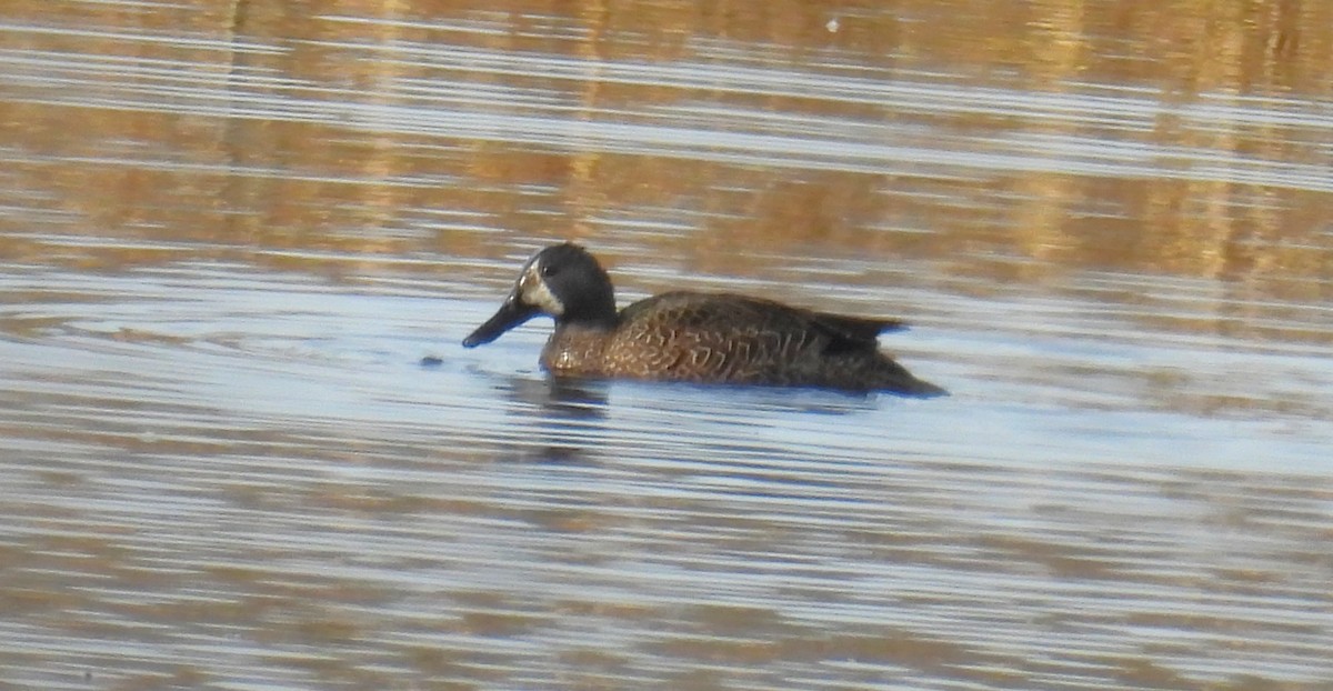 Чирянка блакитнокрила - ML647360938