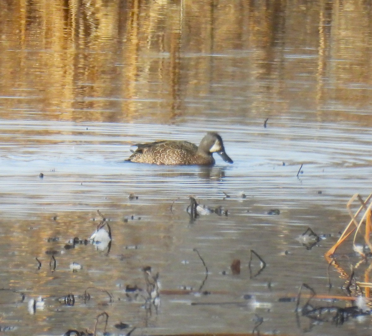 Чирянка блакитнокрила - ML647360939