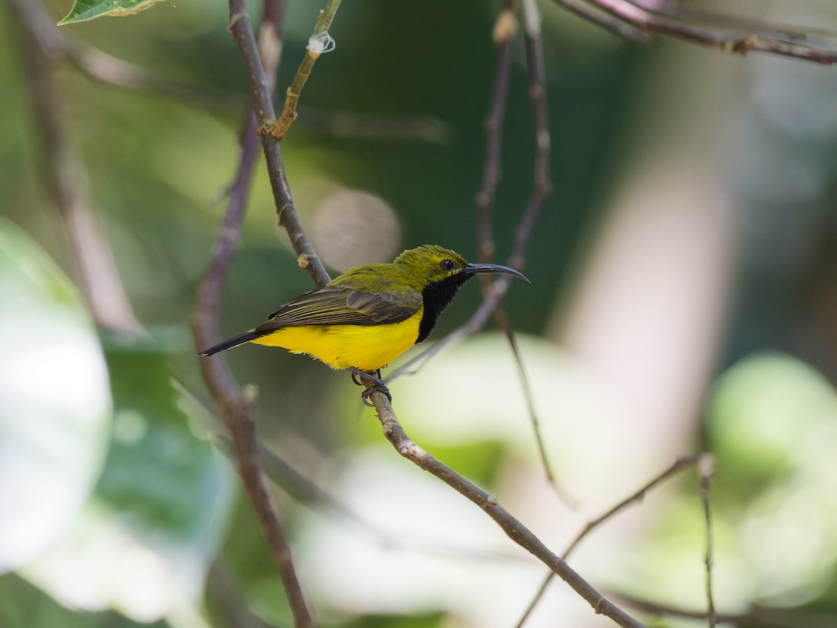 Sahul Sunbird - ML647360978