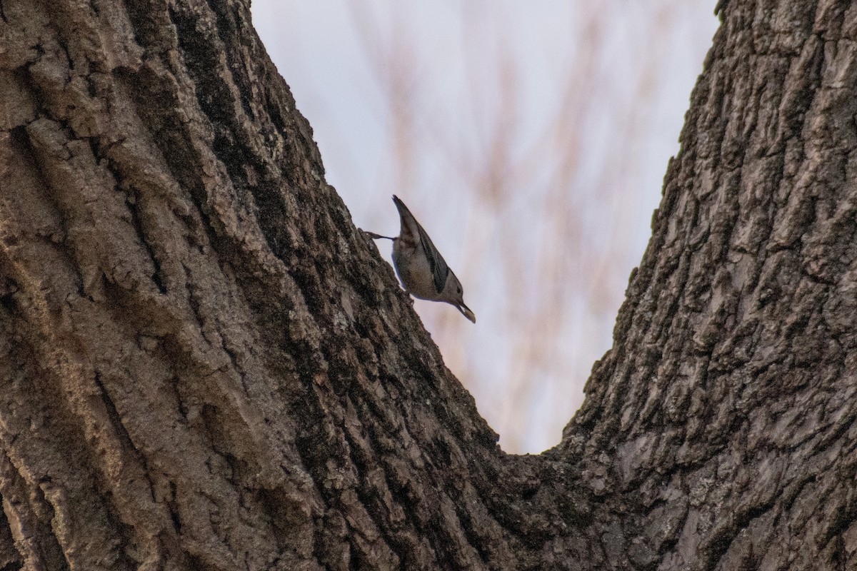 Weißbrustkleiber - ML647360979