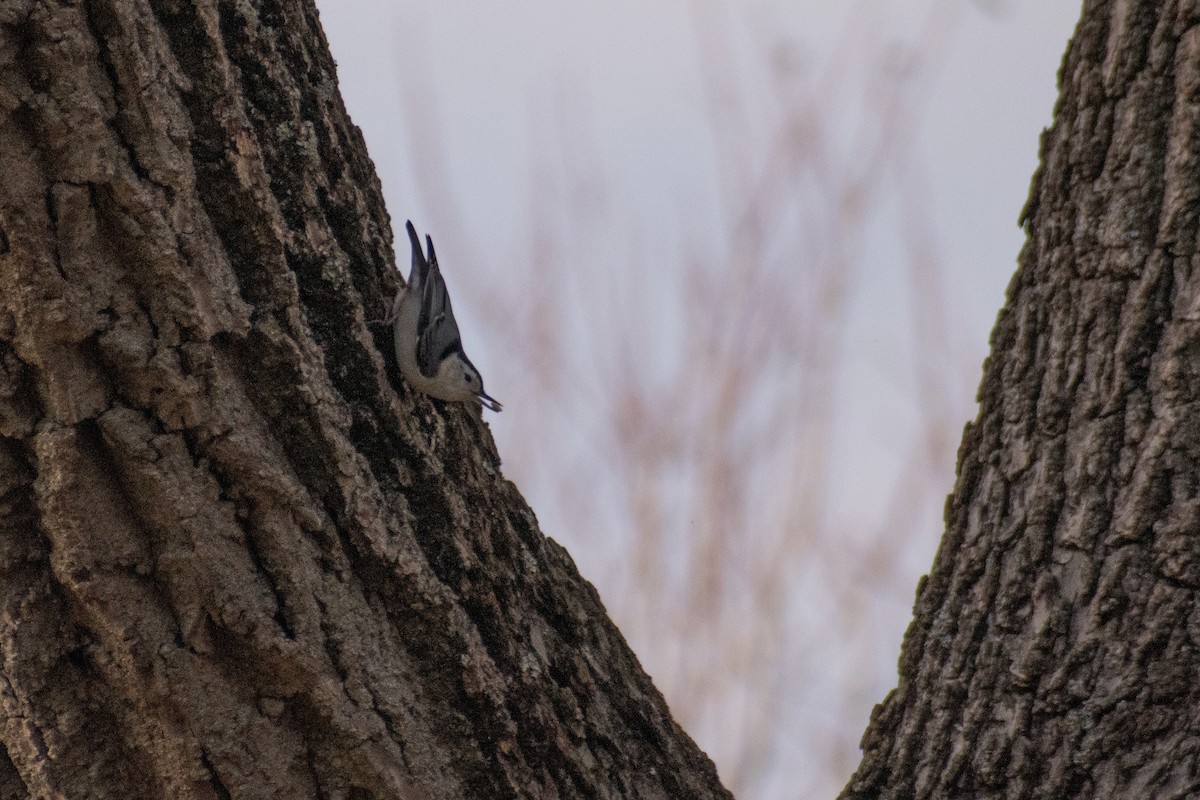 Weißbrustkleiber - ML647360980