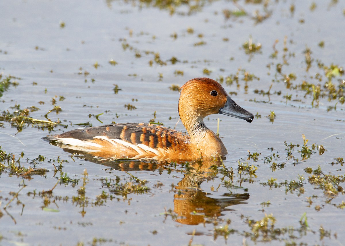 Fulvous Whistling-Duck - ML647360990