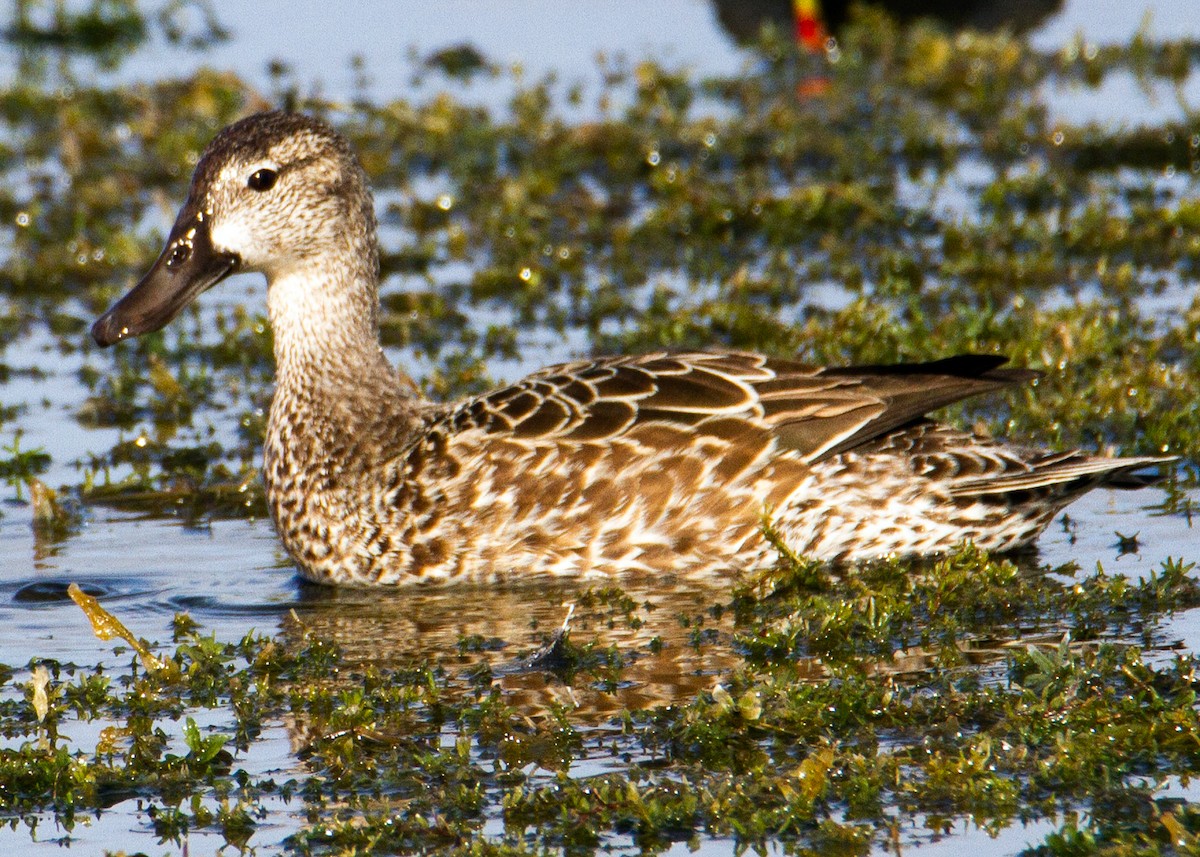 Чирянка блакитнокрила - ML647361016