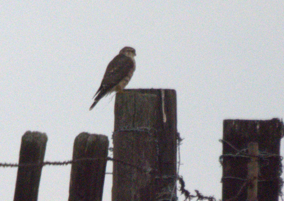 Merlin - ML647361018