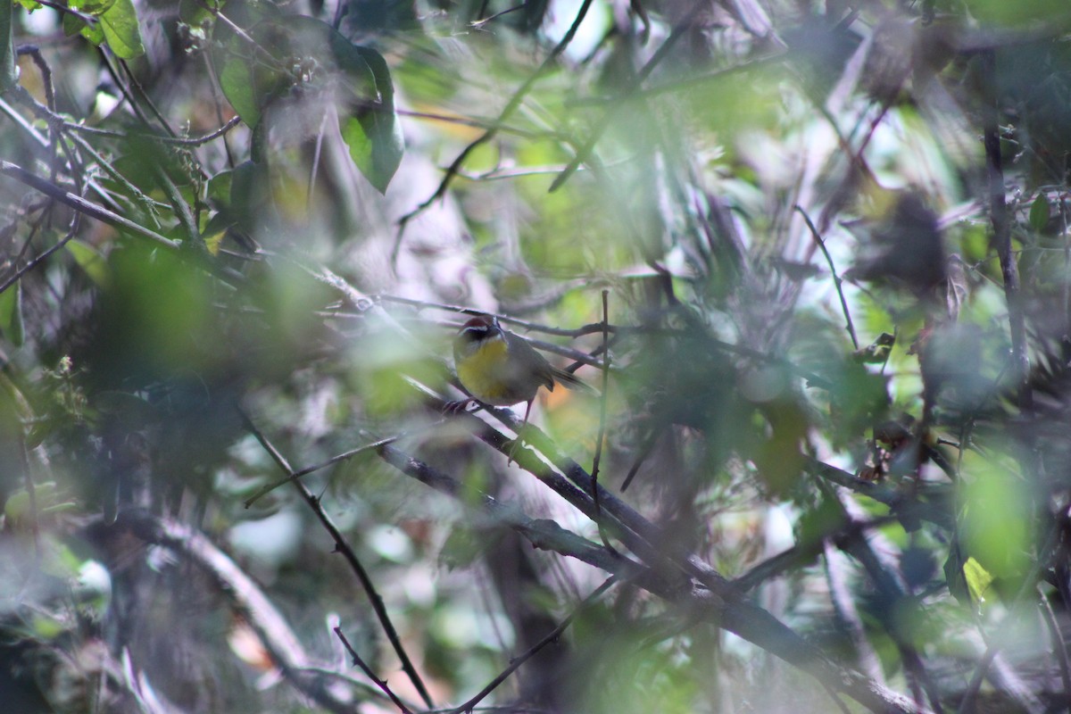Rufous-capped Warbler (rufifrons Group) - ML647361023