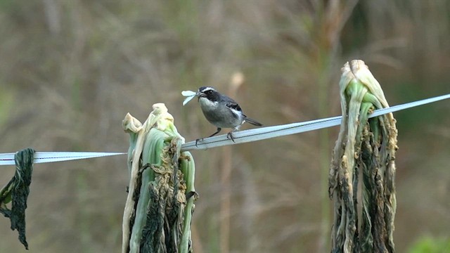 灰叢鴝 - ML647361029