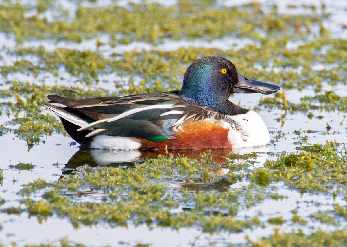 Northern Shoveler - ML647361031