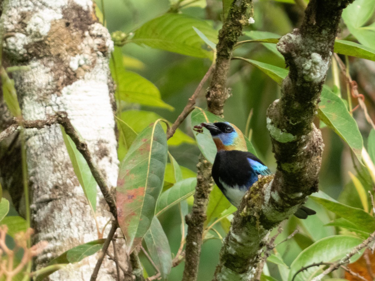 Golden-hooded Tanager - ML647361032