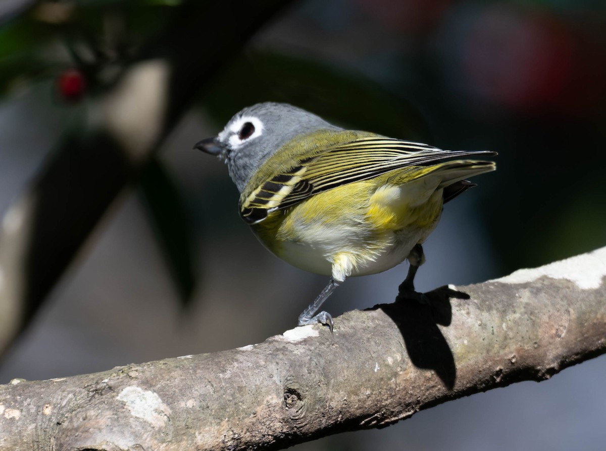 Blue-headed Vireo - ML647361044
