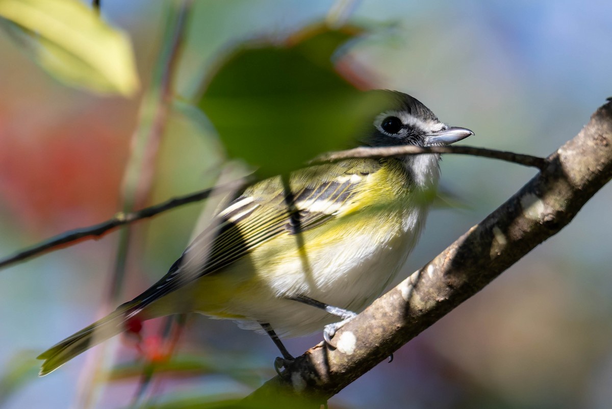 Blue-headed Vireo - ML647361045
