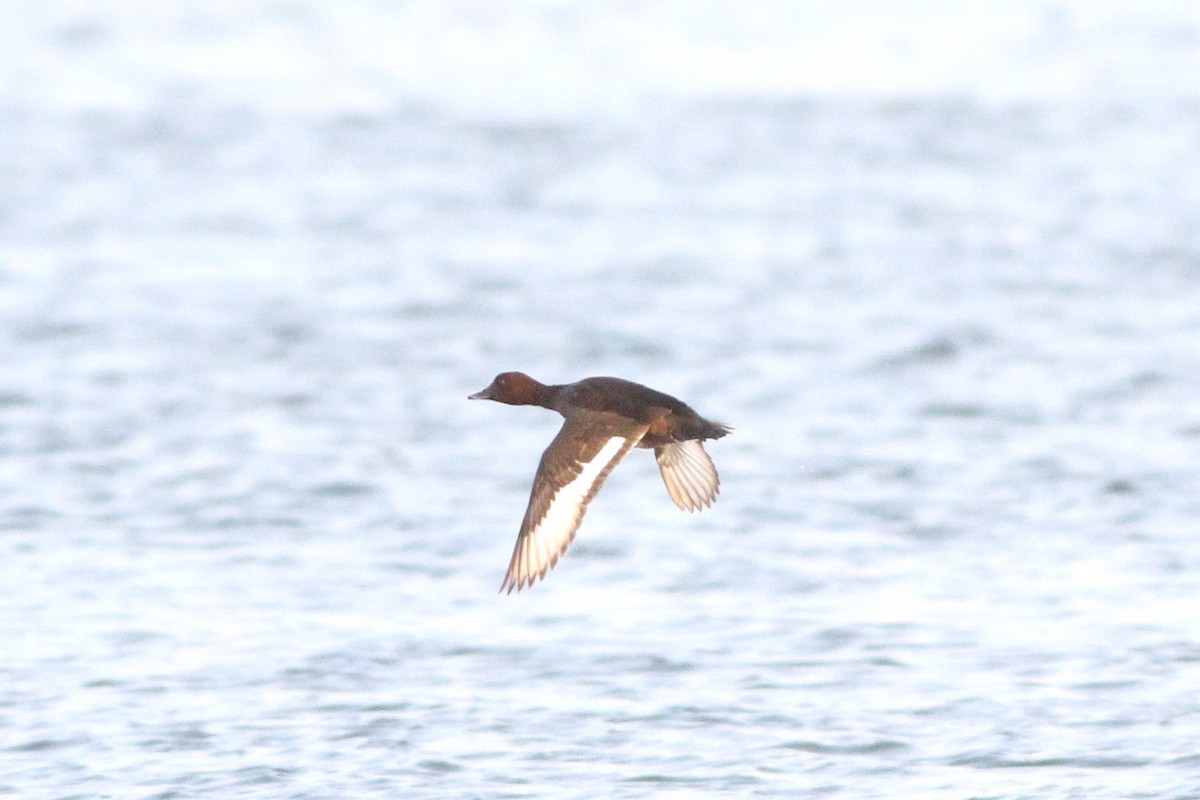 Ferruginous Duck - ML647361055