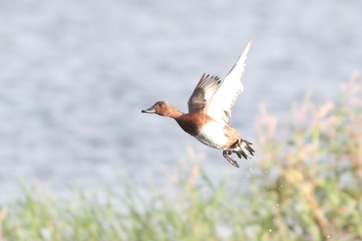 Ferruginous Duck - ML647361056