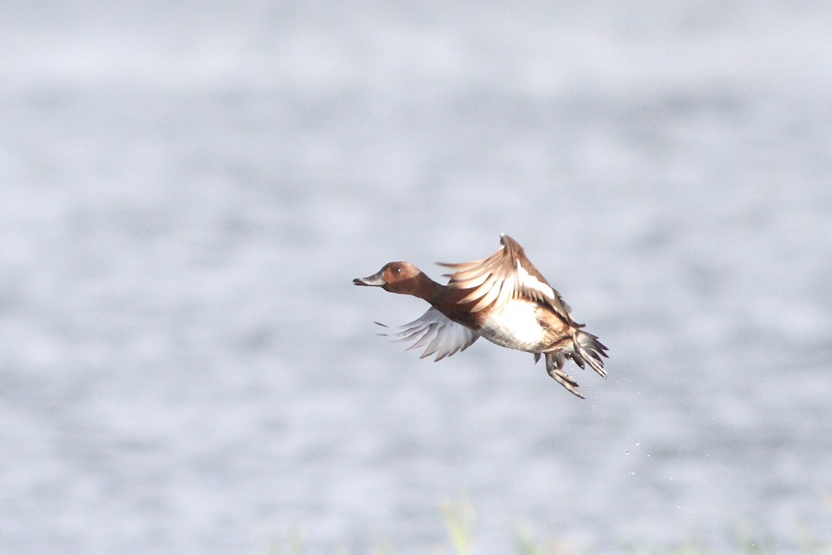 Ferruginous Duck - ML647361057