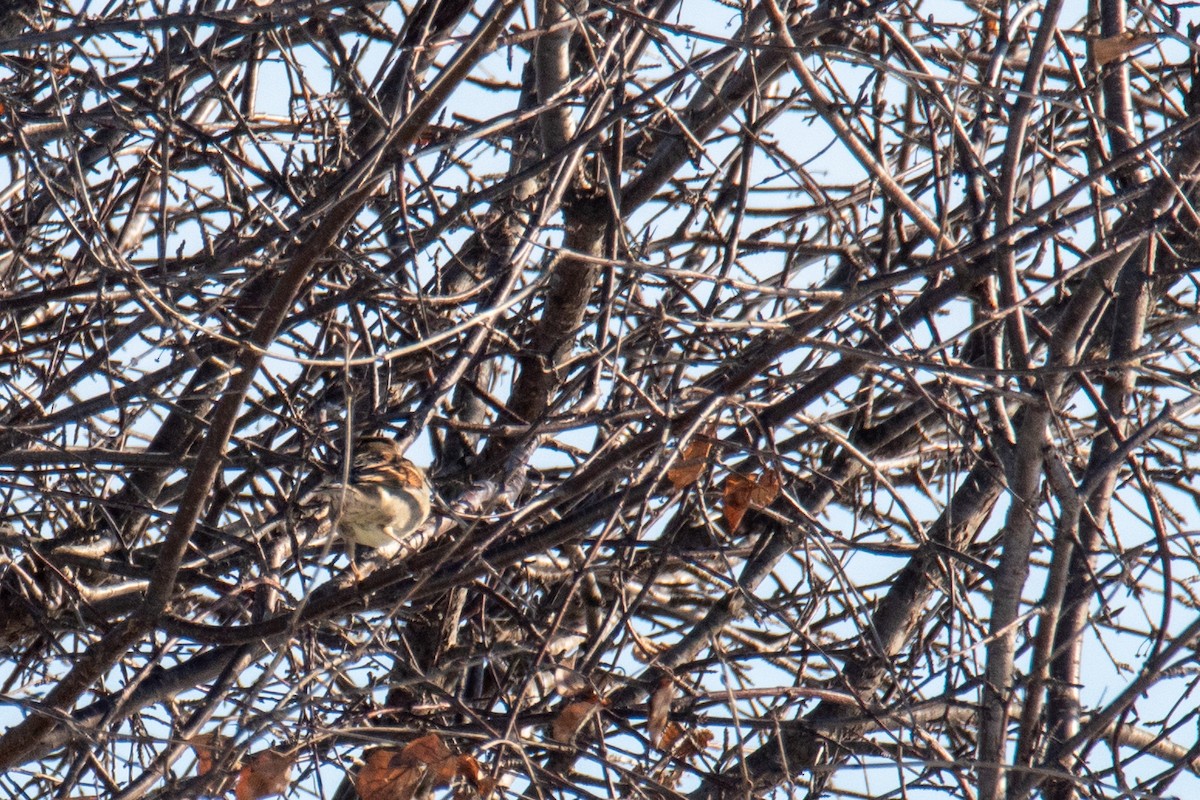 vrabec domácí - ML647361060