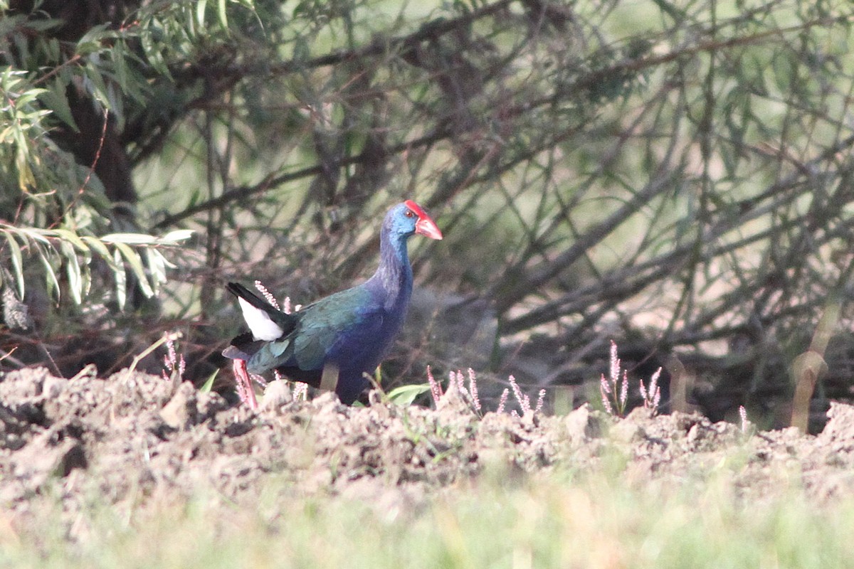 African Swamphen - ML647361072