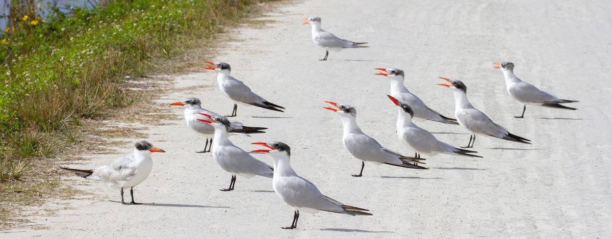 Caspian Tern - ML647361076