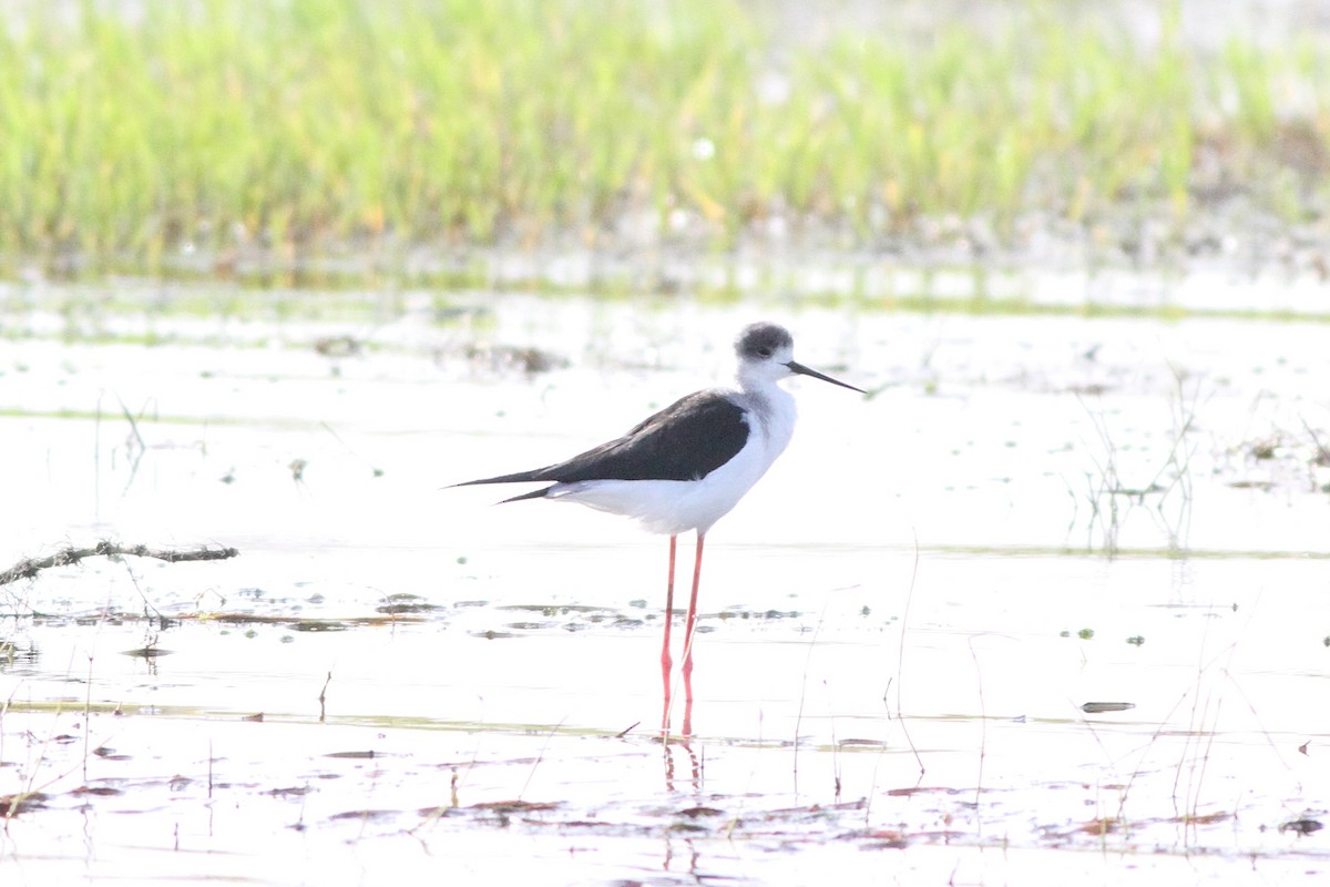 Black-winged Stilt - ML647361077