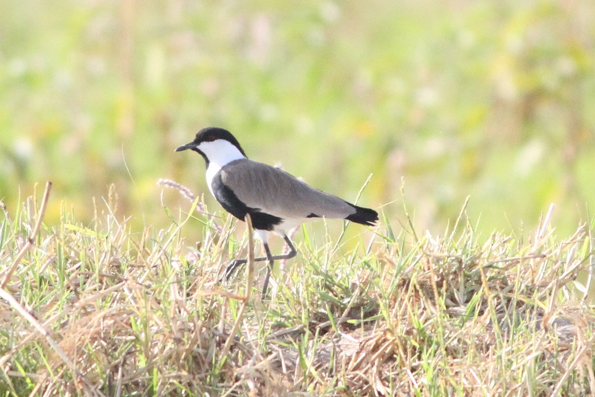 Spur-winged Lapwing - ML647361082
