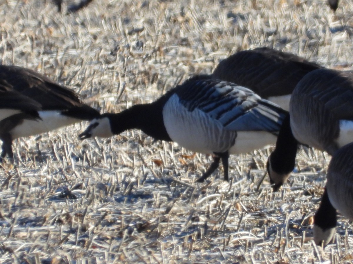 Barnacle Goose - ML647361085