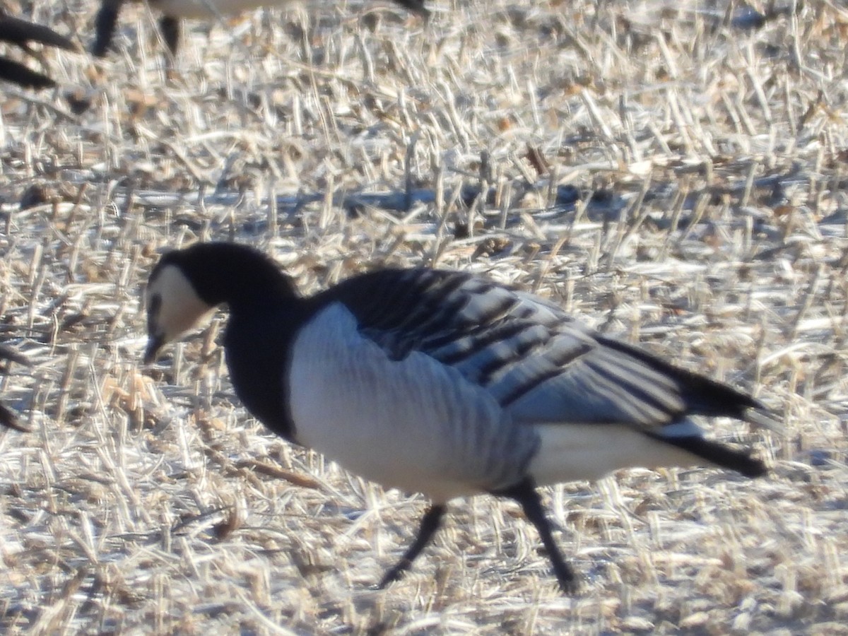 Barnacle Goose - ML647361086