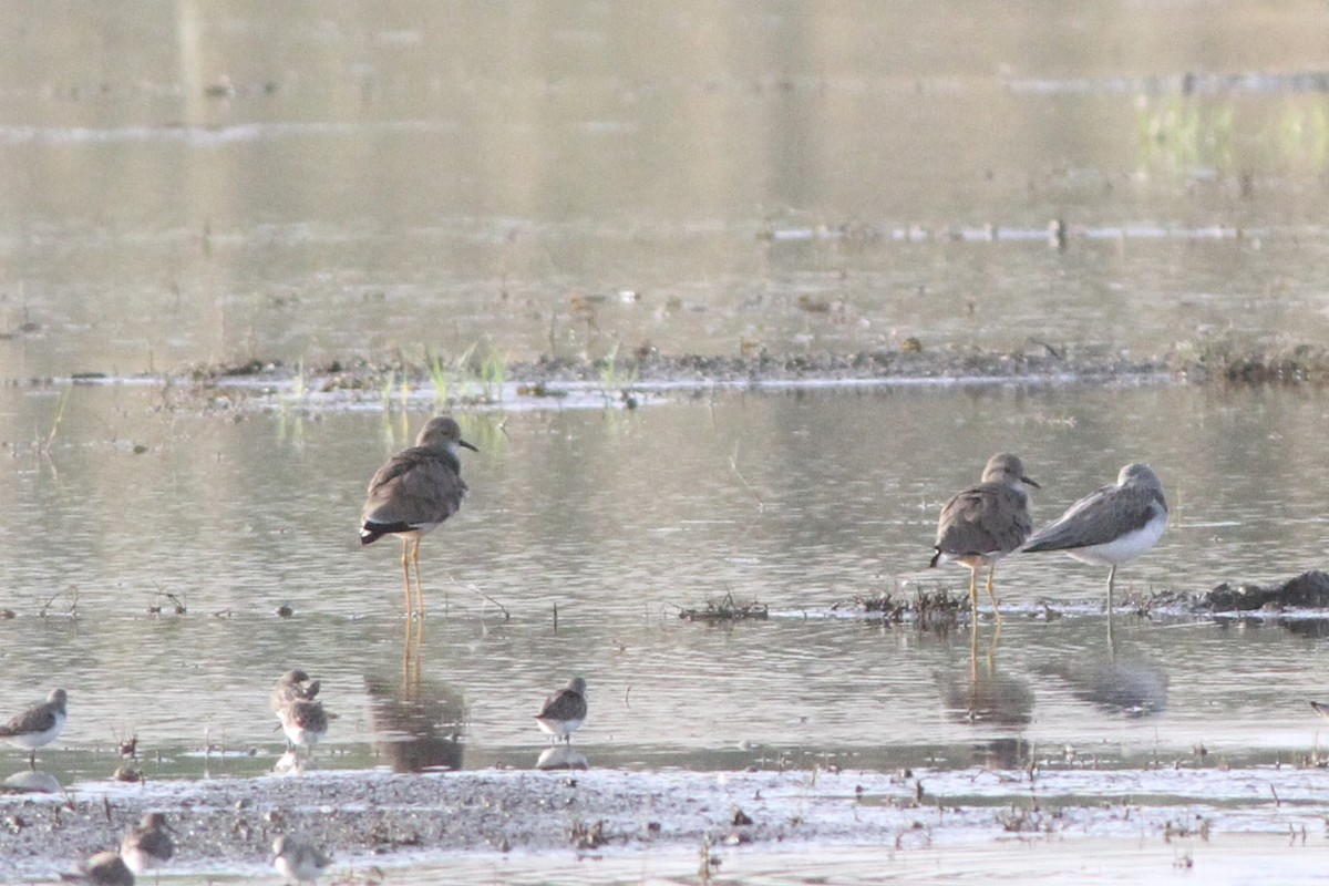 White-tailed Lapwing - ML647361087