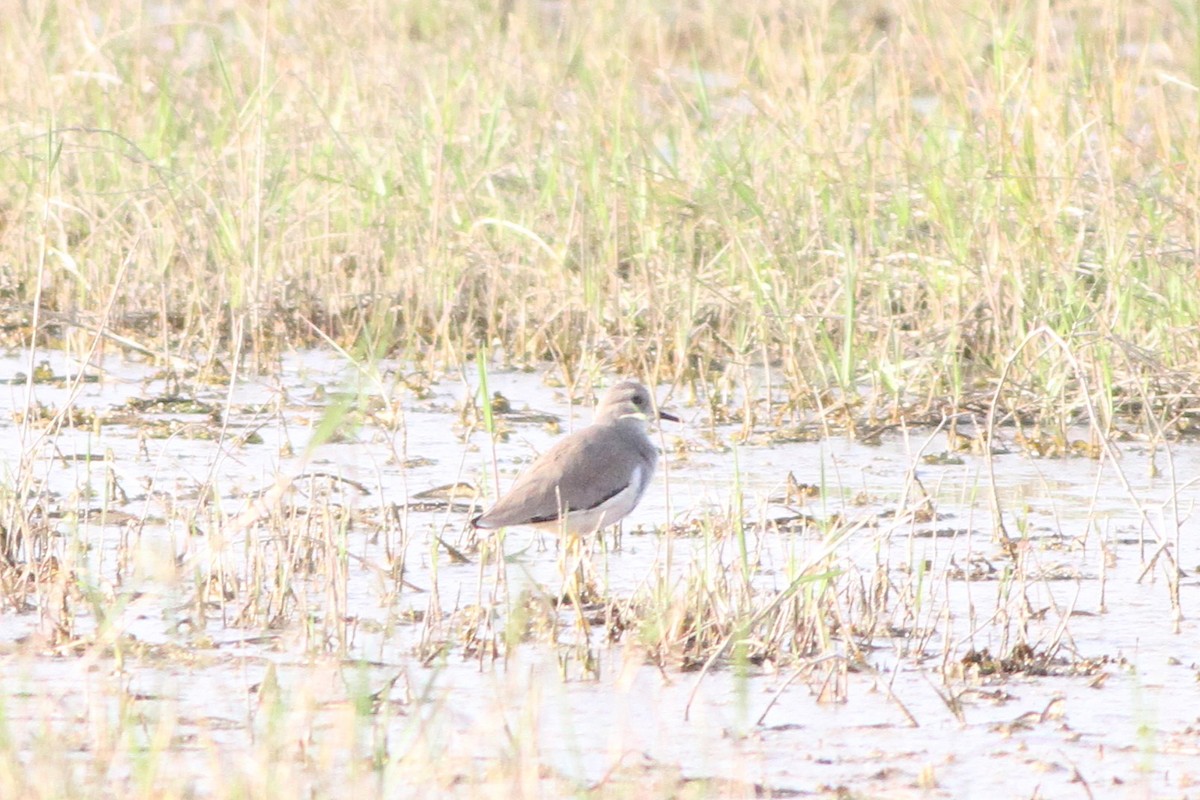 White-tailed Lapwing - ML647361088