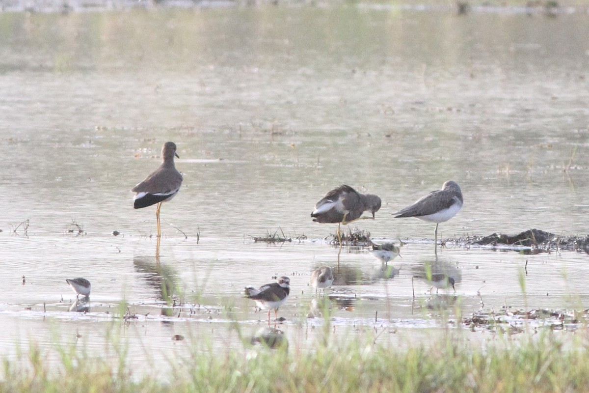 White-tailed Lapwing - ML647361089