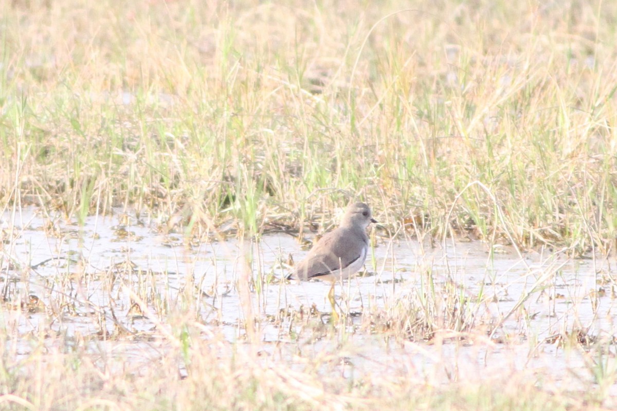 White-tailed Lapwing - ML647361090