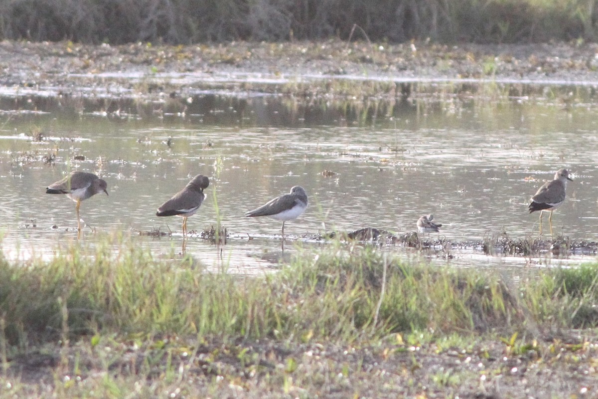 White-tailed Lapwing - ML647361091