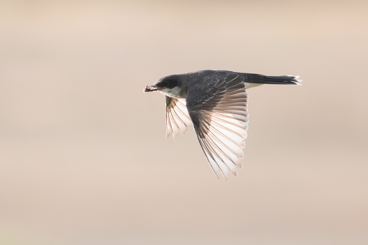 Eastern Kingbird - ML647361094