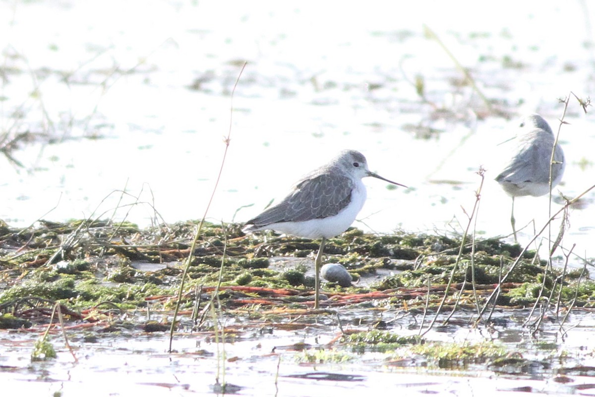 Marsh Sandpiper - ML647361095