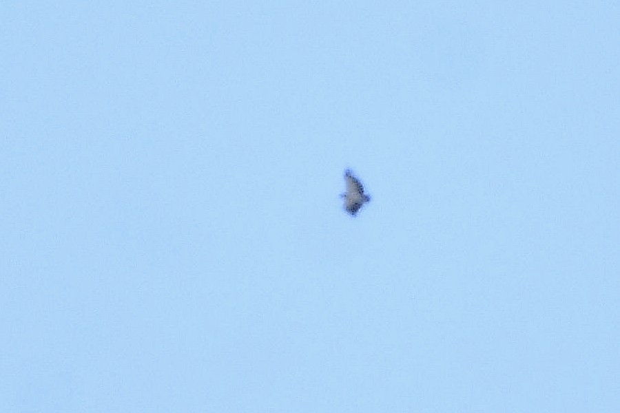 King Vulture - ML647361096