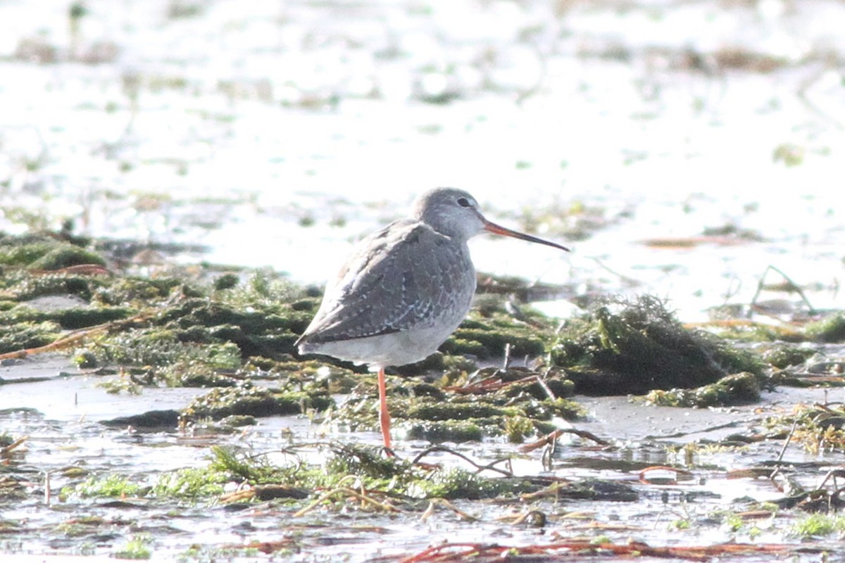 Spotted Redshank - ML647361100