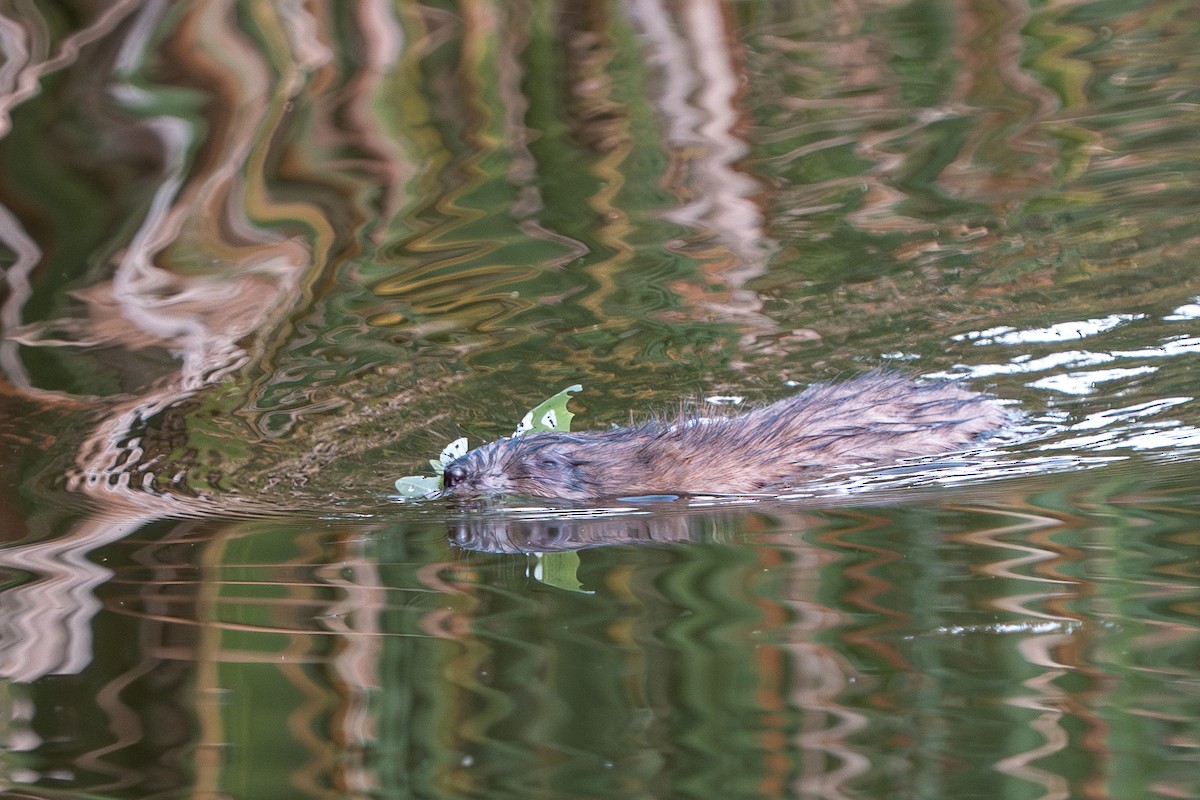 Rocky Mountain Muskrat - ML647361102